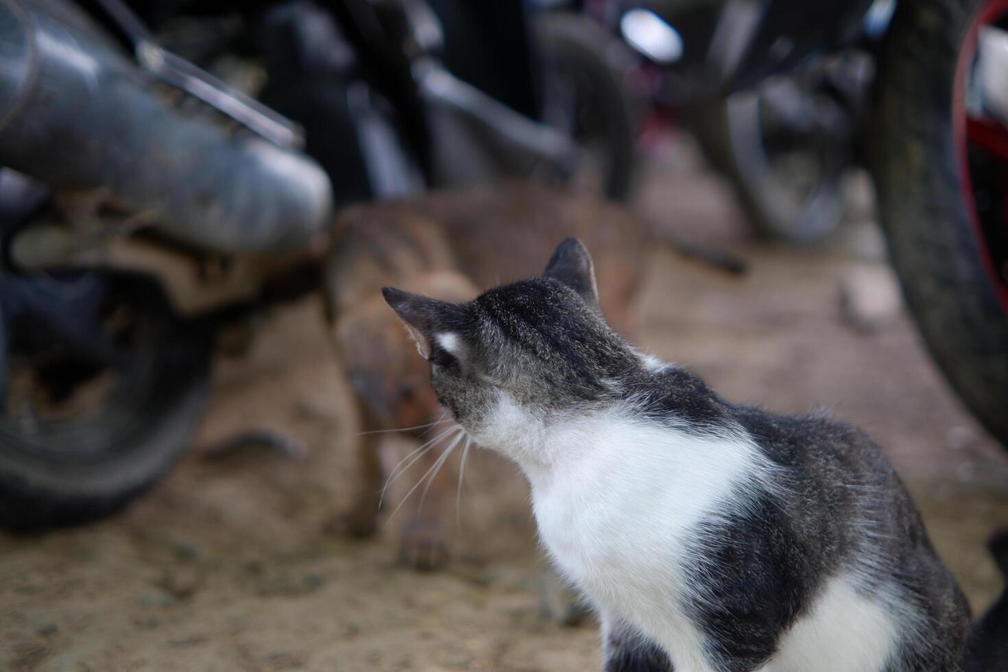 Photography of a stray puppy and a cat were playing in the yard photo
