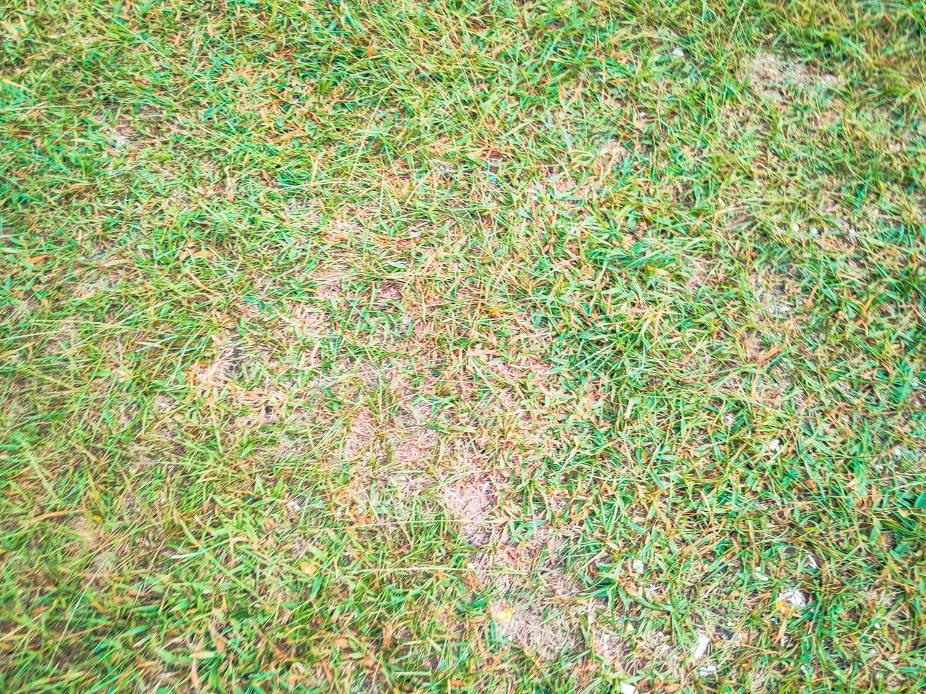 photography of texture background green grass photo