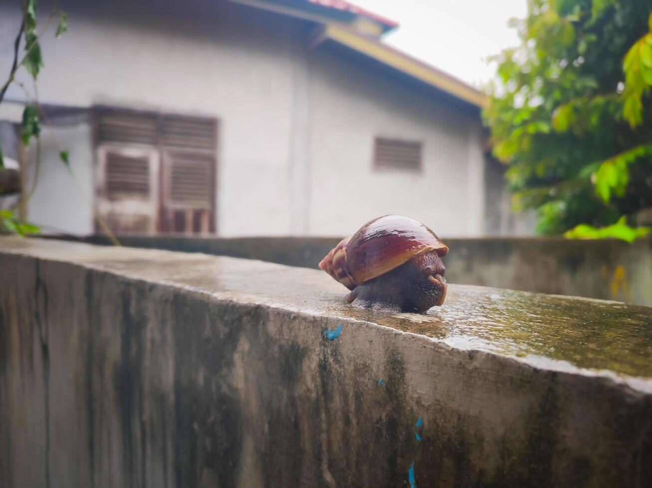photography of a snail on a wet wall with a blurred background photo