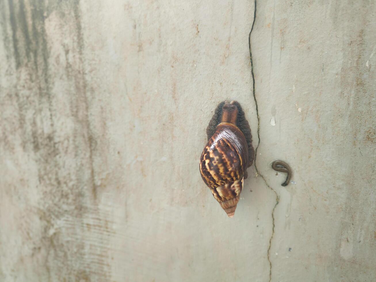 photography of a snail while sticking to the wall with its droppings photo