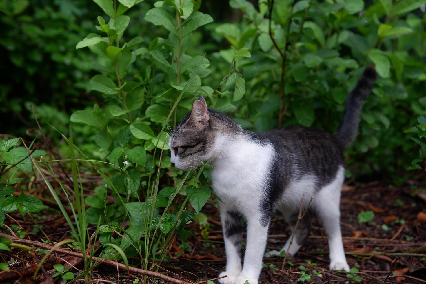 fotografía retrato de un negro y blanco Adolescente gato con un al aire libre antecedentes foto