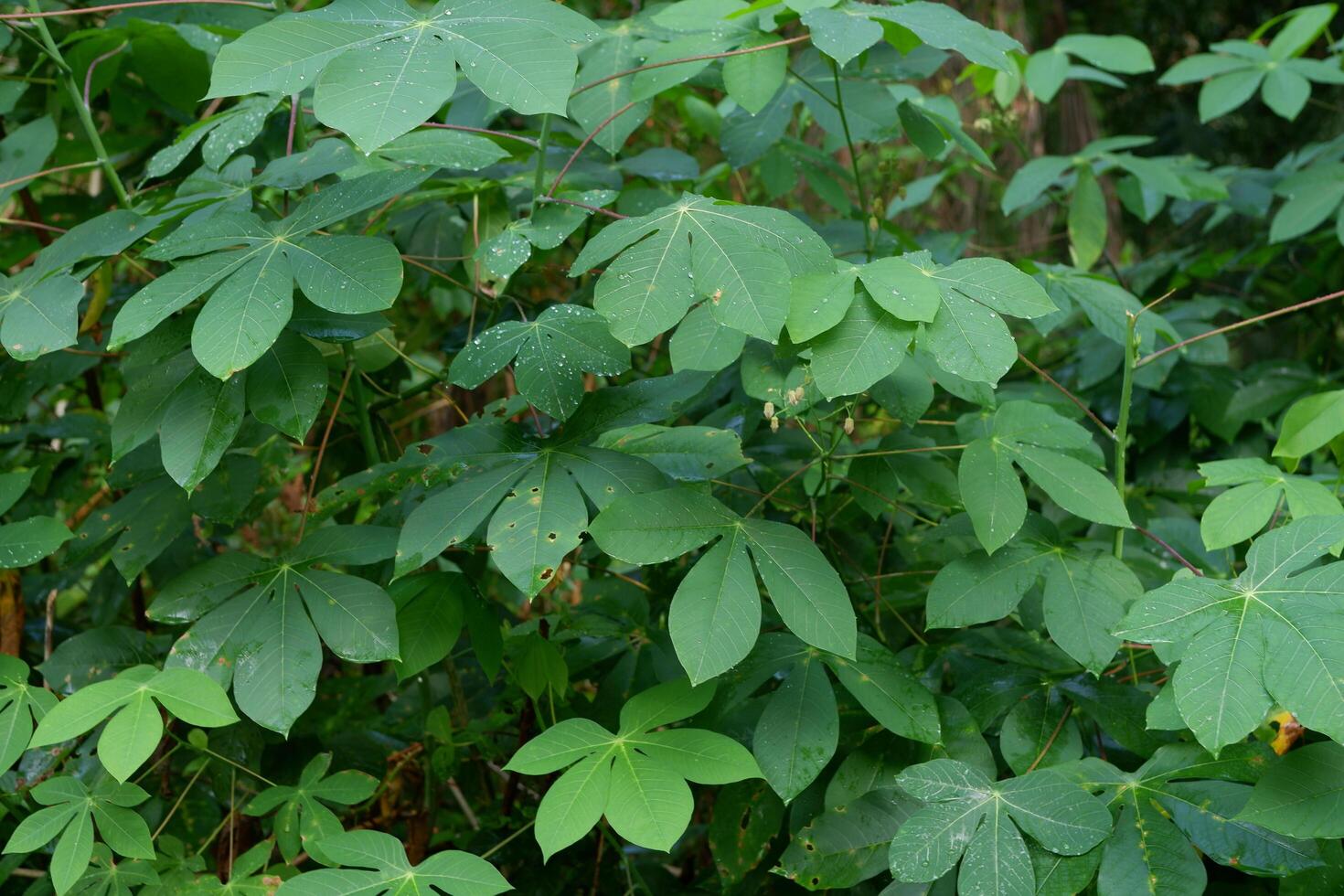 Green cassava leaf plants in the garden are suitable for natural backgrounds photo