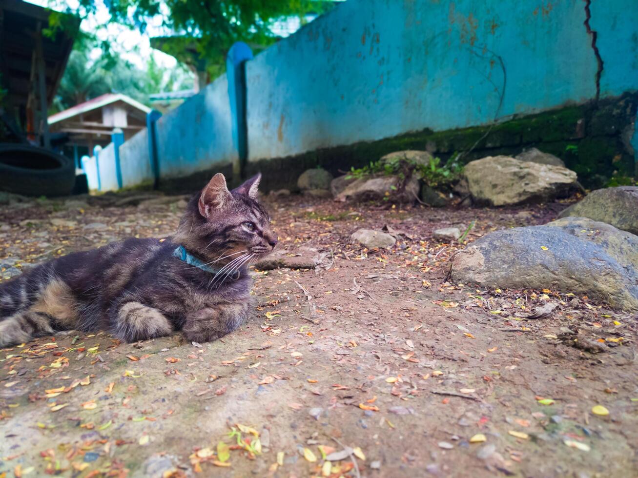 fotografía de un negro Doméstico gato con adorable facial expresiones foto