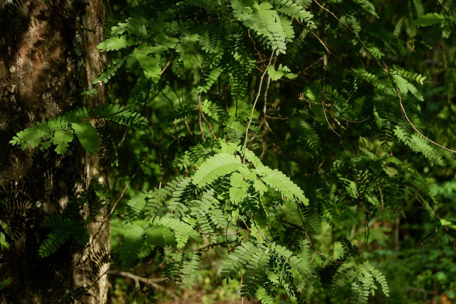 photography of tamarind leaves on a tree with a natural background photo