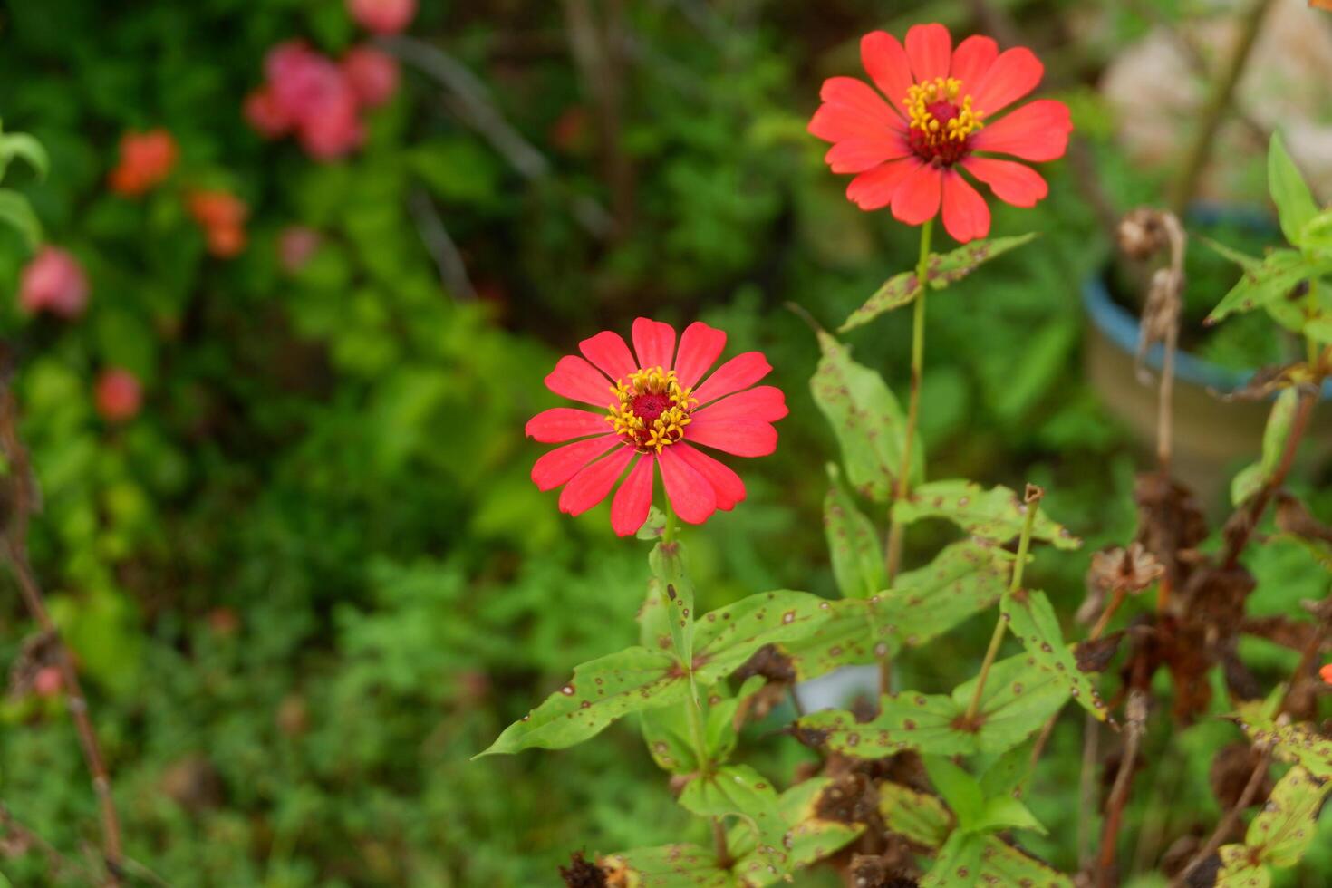 photography of zinnia peruviana flower plants in the garden in the morning photo