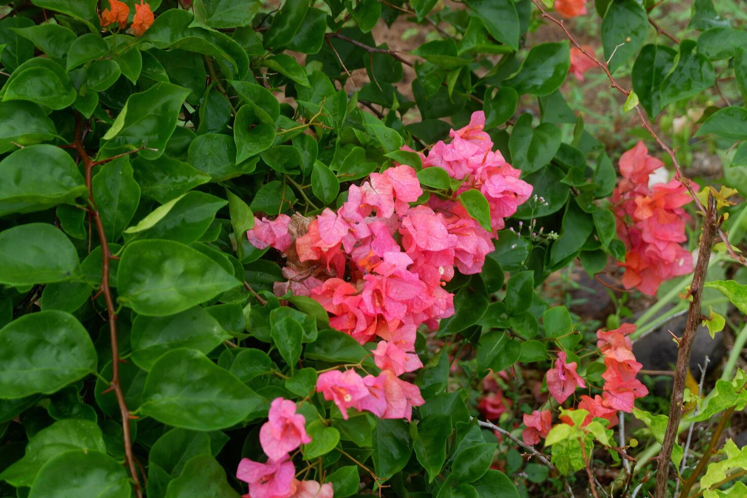 photography of paper flowers or those with the lattin name bougainvillea with a natural background photo