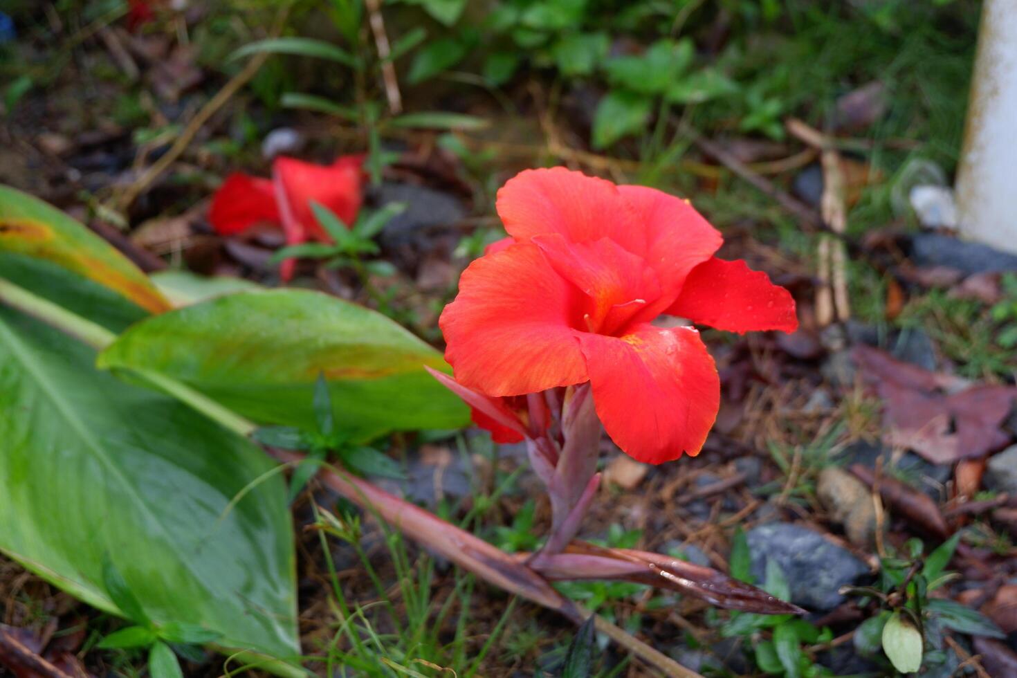 photography of the tasbih flower plant or which has the Latin name canna indica photo