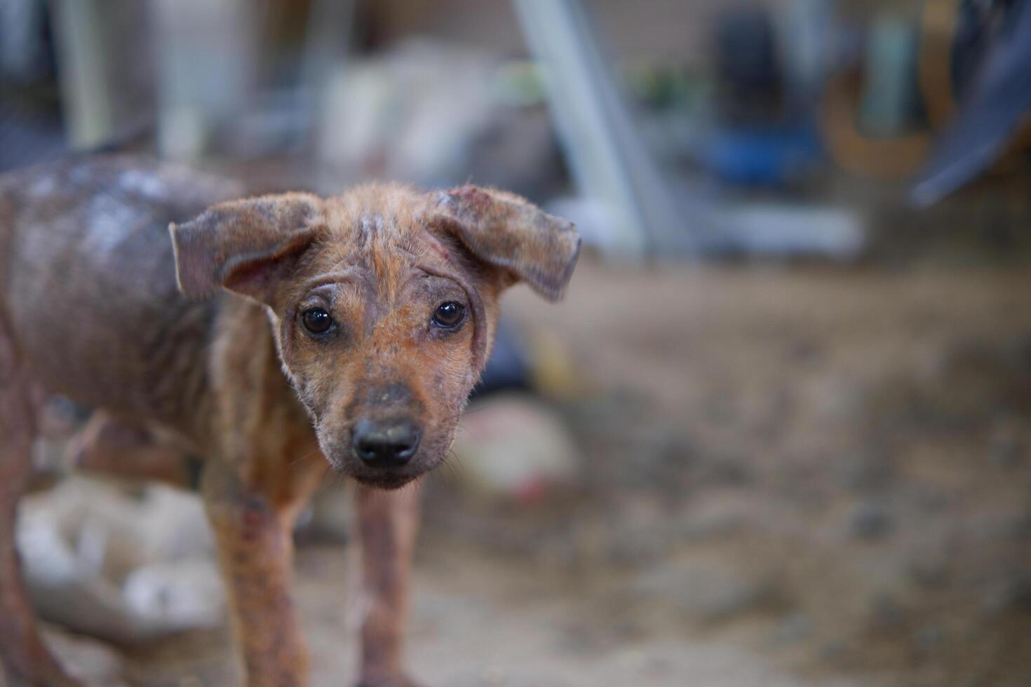 Photography portrait of a stray puppy with a pity expression photo