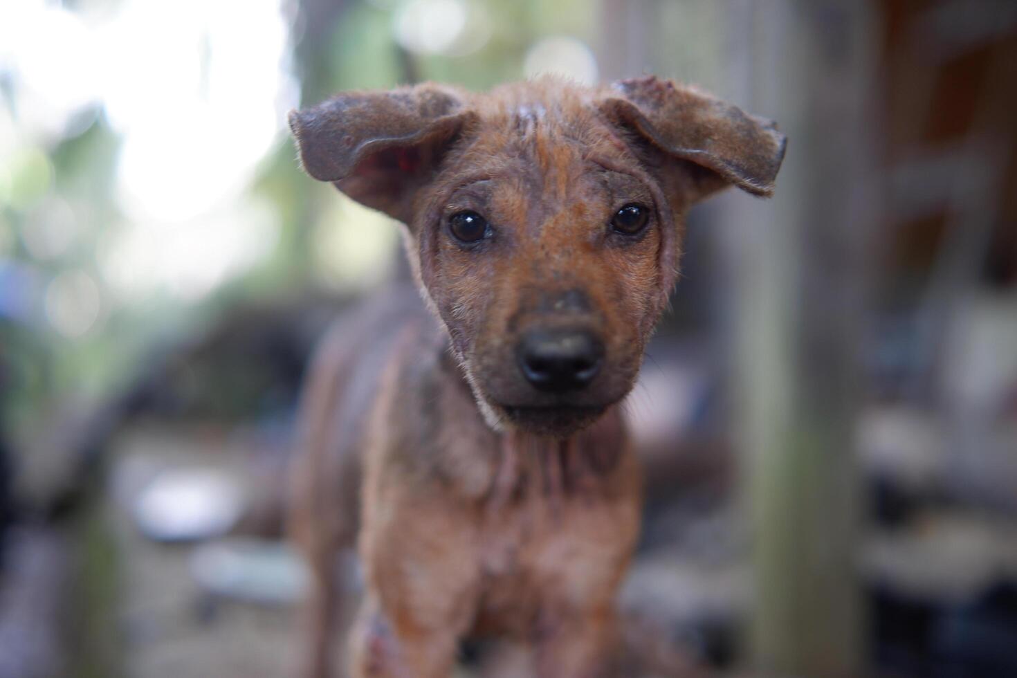 Photography portrait of a stray puppy with a pity expression photo