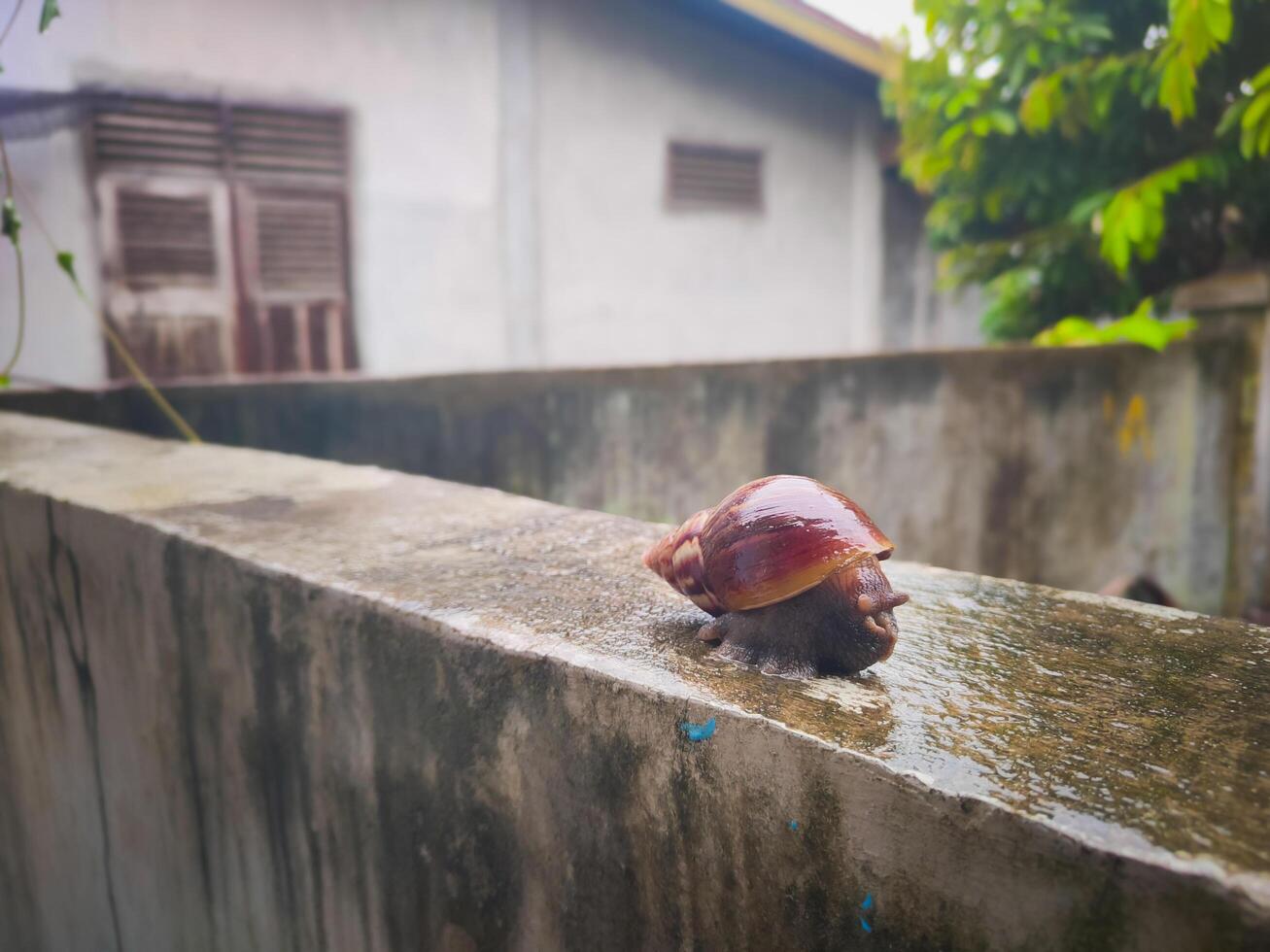 photography of a snail on a wet wall with a blurred background photo