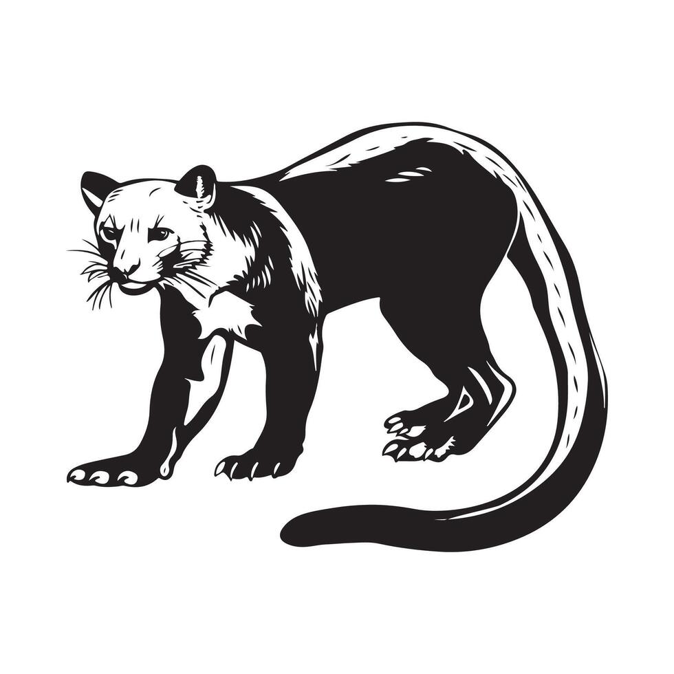 illustration of a Fossa on white background vector