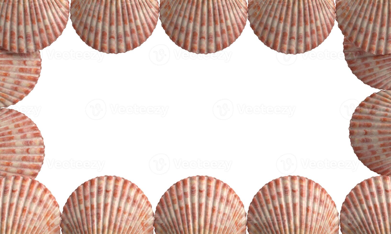seashell pattern frame empty blank white isolated background wallpaper summer season june month may travel holiday nature sun party sale relax sand starfish animal decoration water scallop.3d render photo