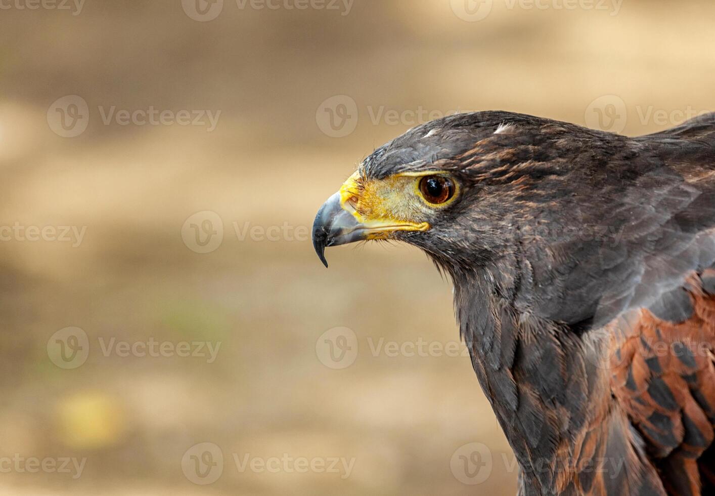 Closeup of the head of a hawk photo