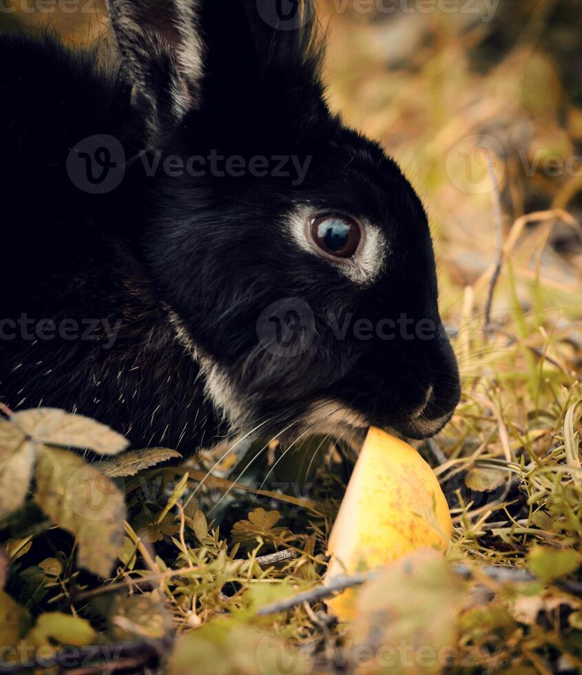 Black Rabbit eating an apple photo