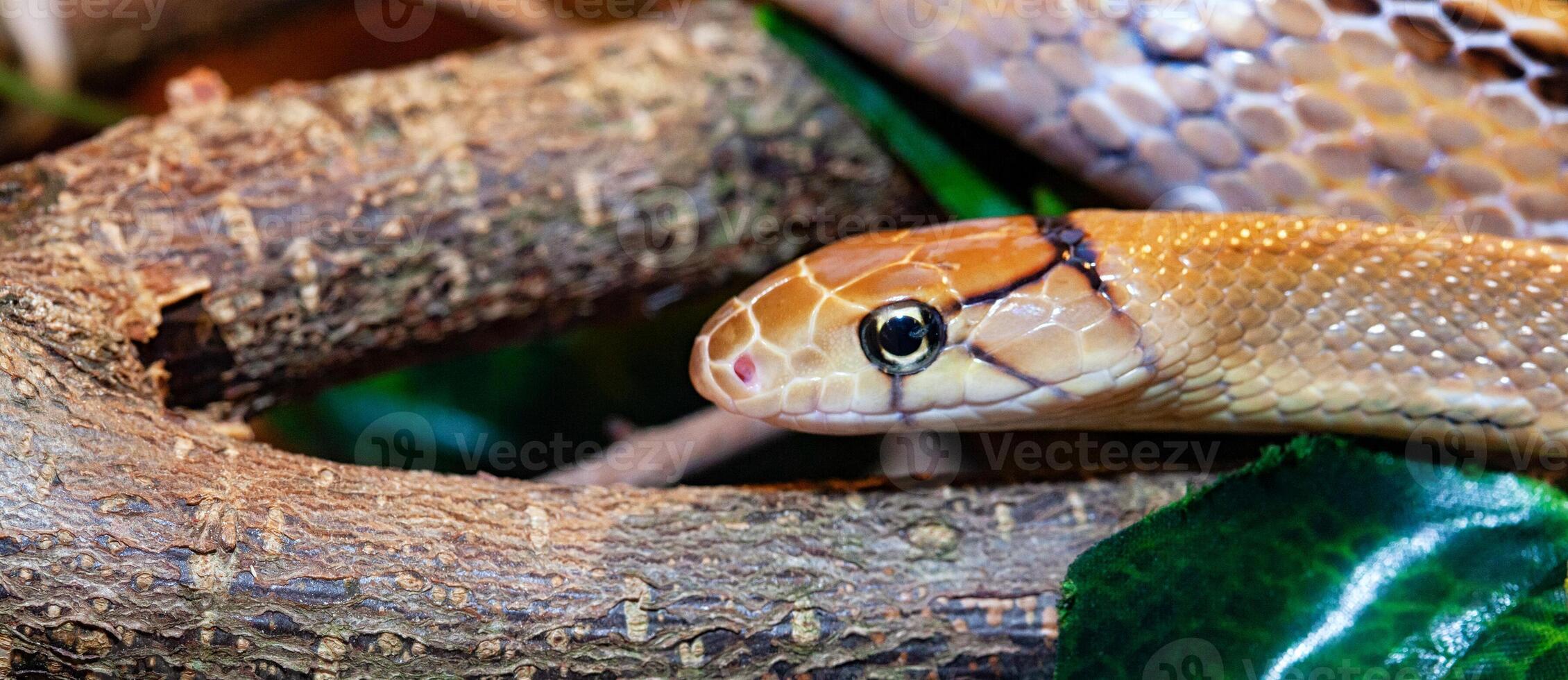 Indonesian jewelry snake or Coelognathus subradiatus. photo
