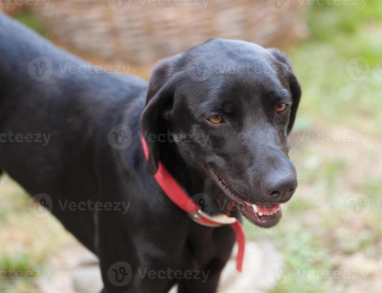 a black dog with a red collar standing in the grass photo