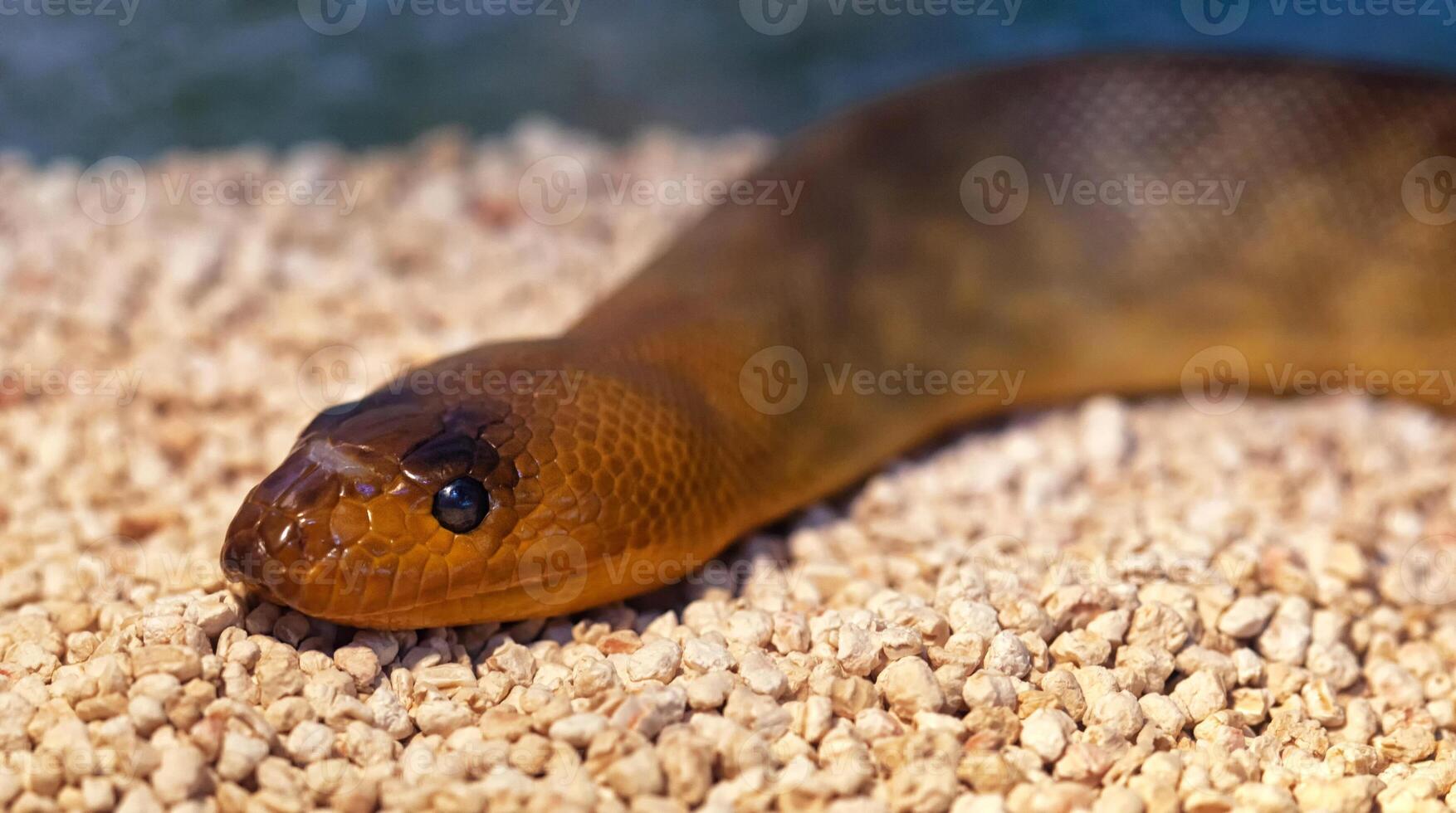 argyrogena fasciolata o congregado corredor serpiente foto