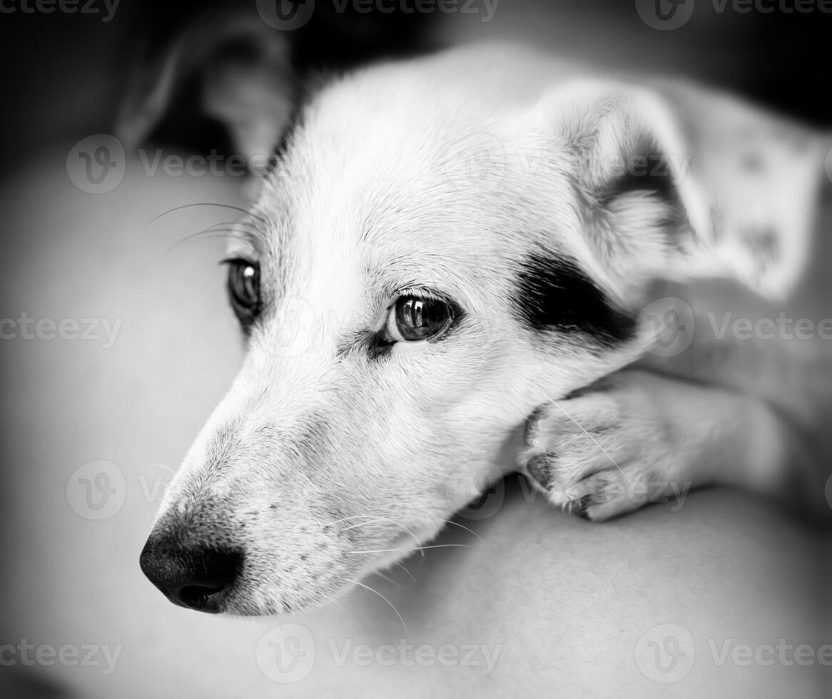 retrato de un Jack Russell foto