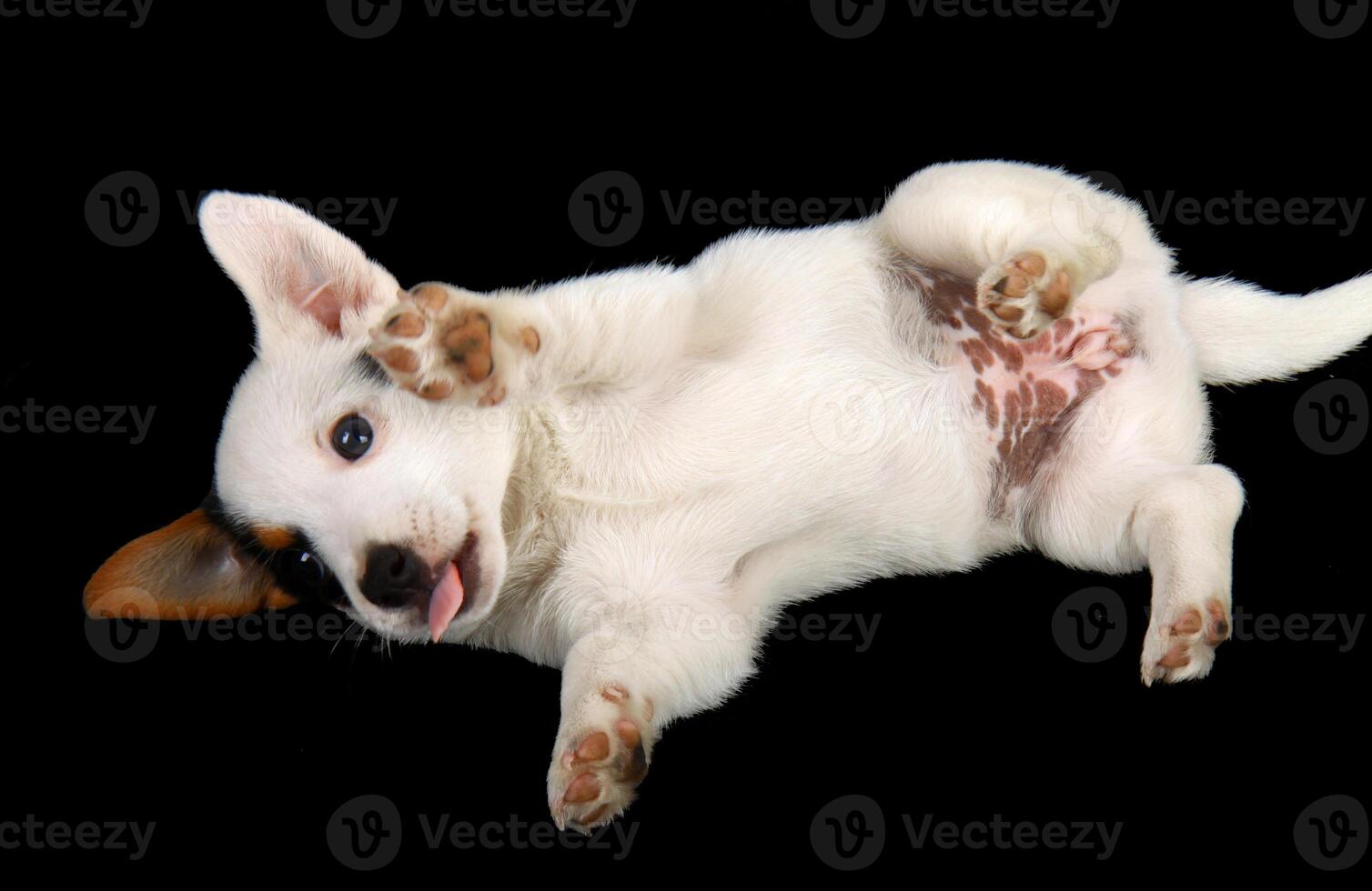 Jack russell puppy photo