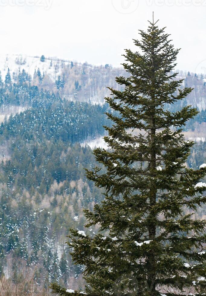 Spruce covered with snow in the tourist resort of Abetone in Italy photo