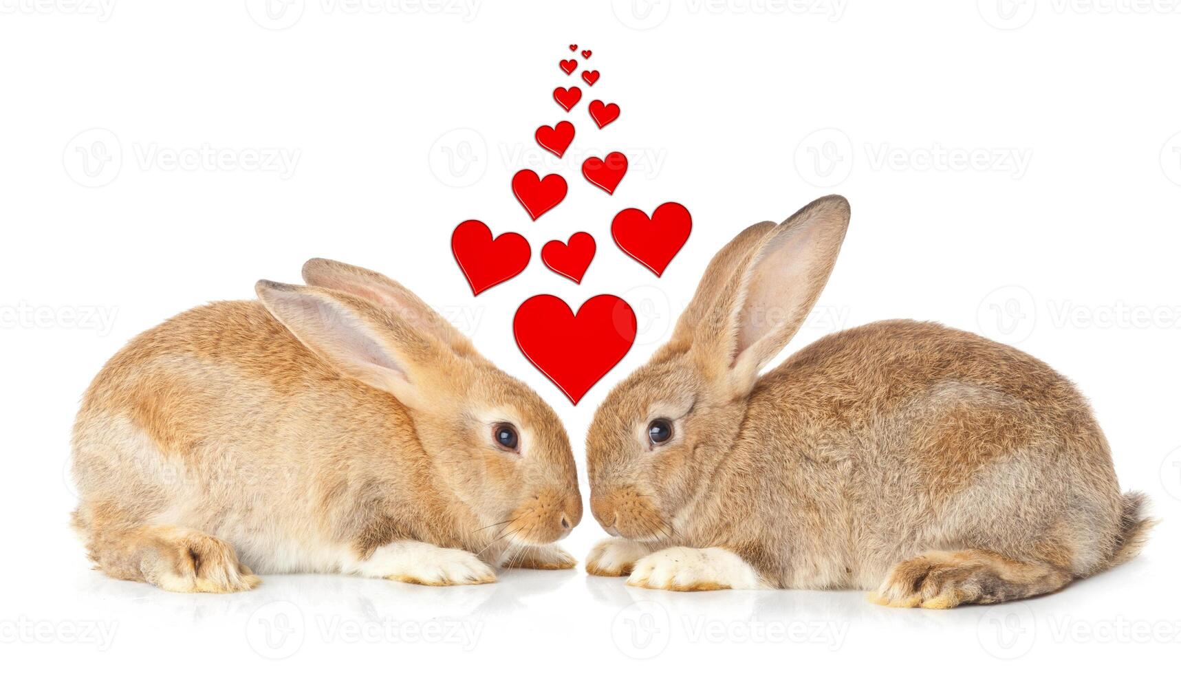 Tow cute rabbits in love photo