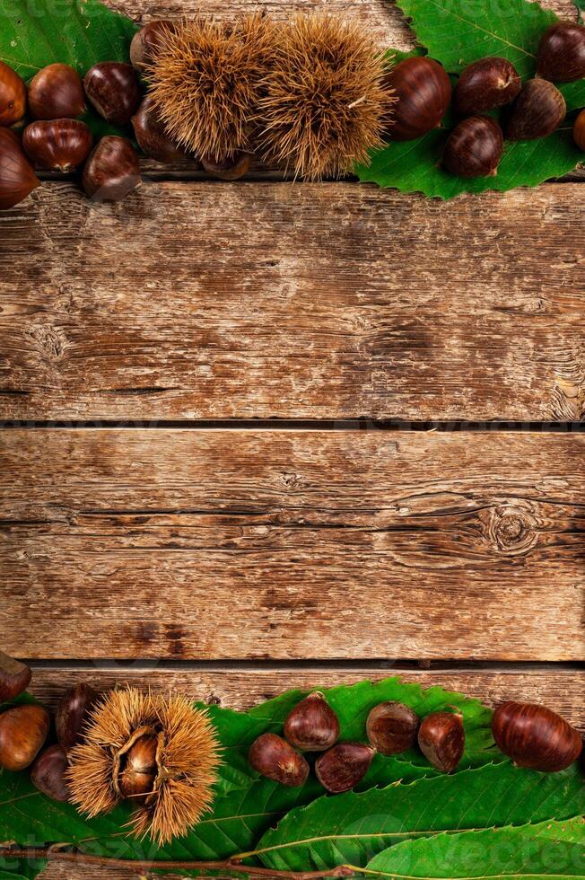 Frame of chestnuts, leaves and chestnut bur. photo