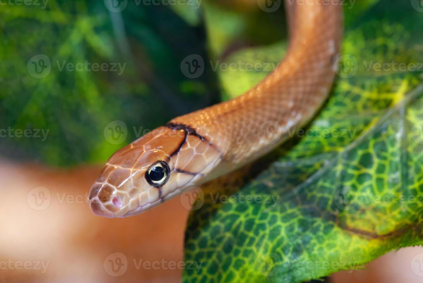 Indonesian jewelry snake or Coelognathus subradiatus. photo