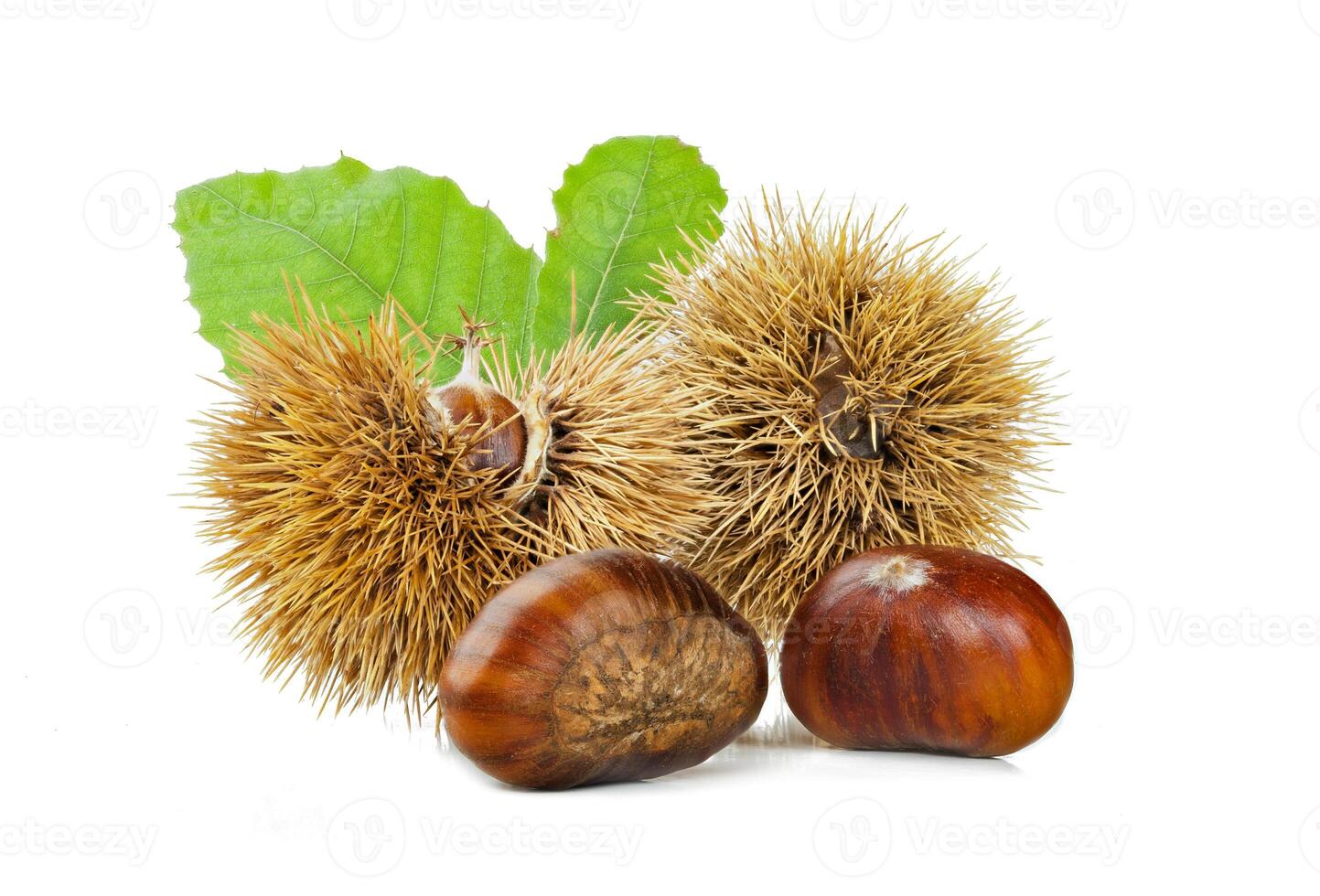 Chestnuts and chestnut bur. photo