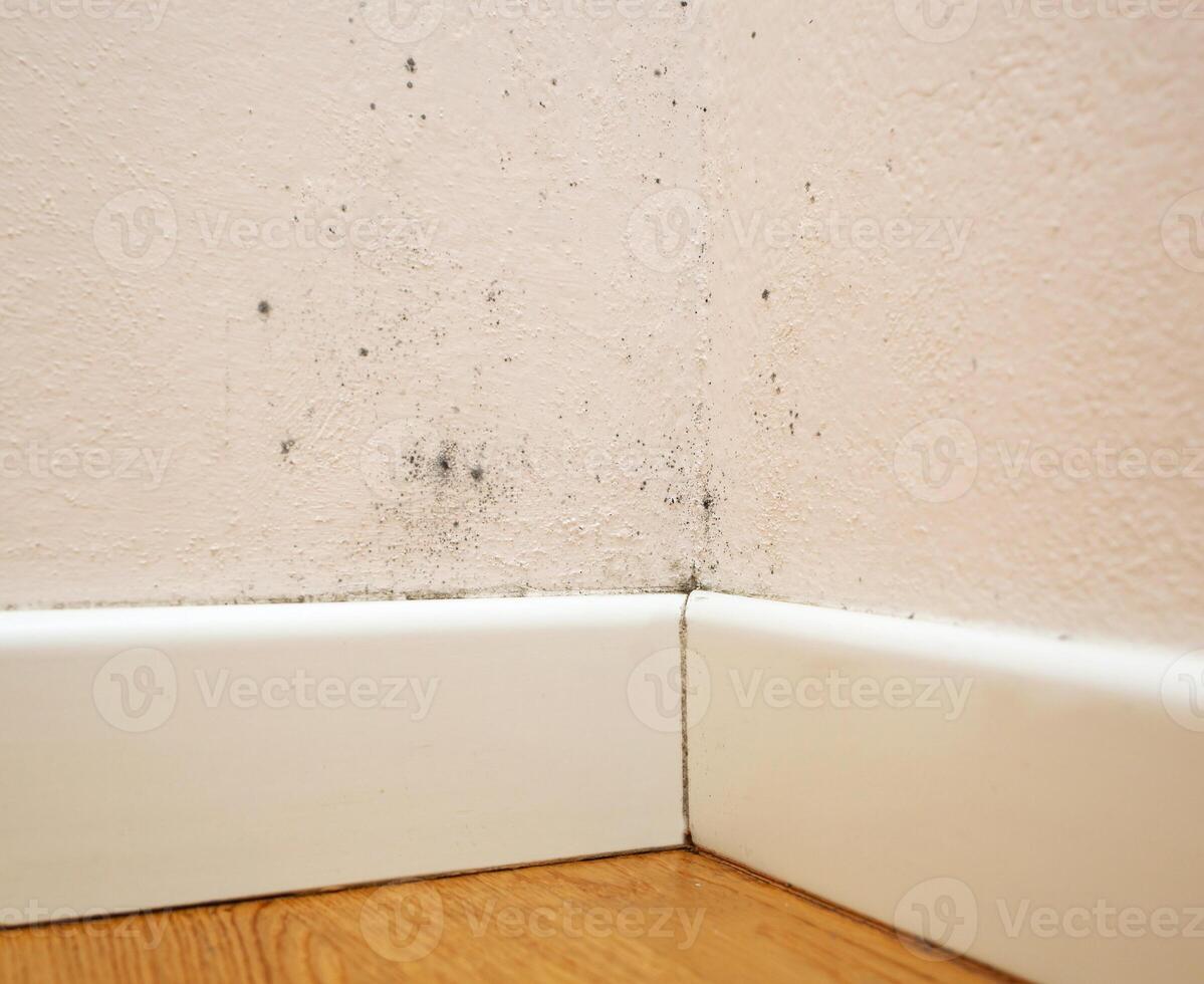 Mold in the corner of the walls photo