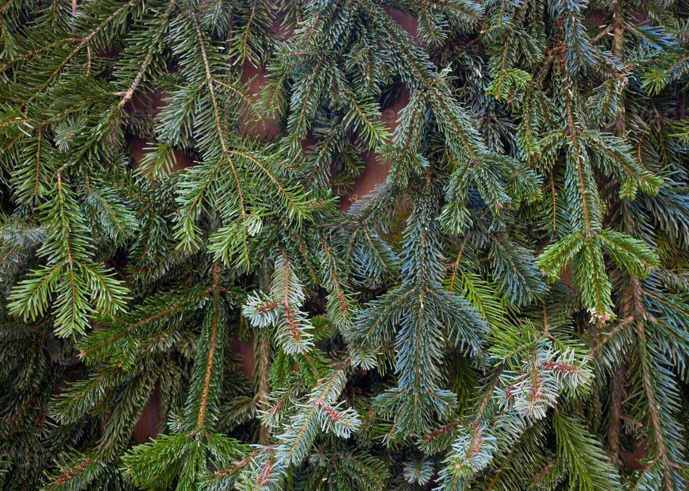 Background of Christmas tree branches photo