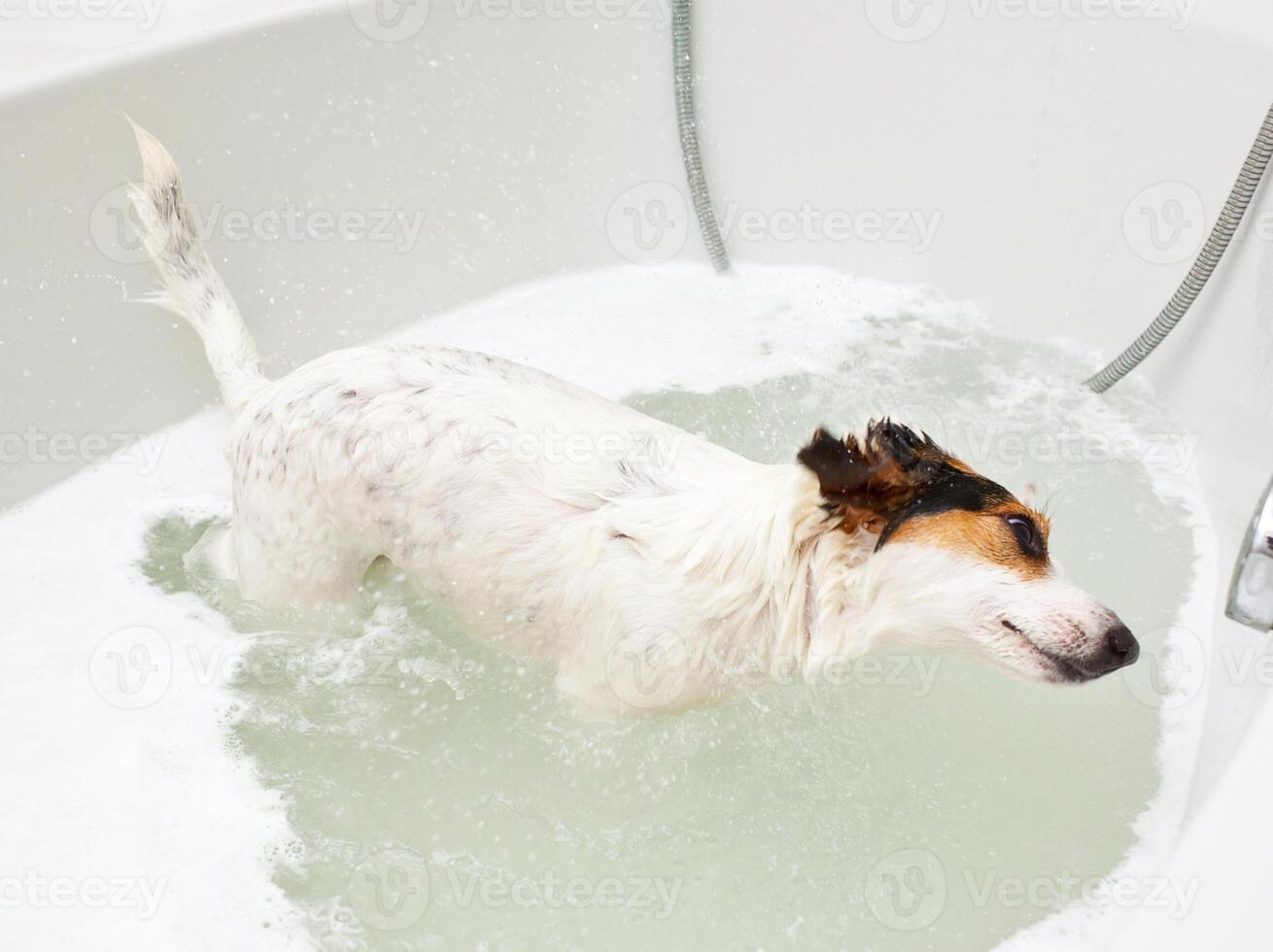 Dog taking a bath in a bathtub photo