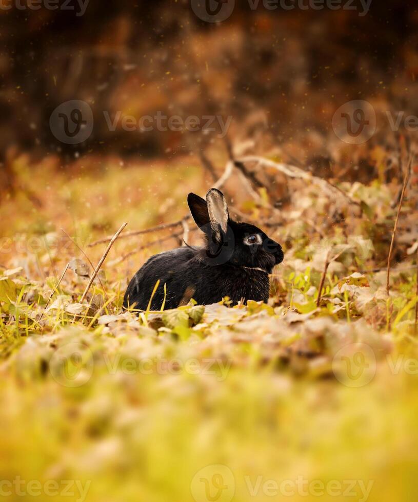 Black Rabbit in autumn photo