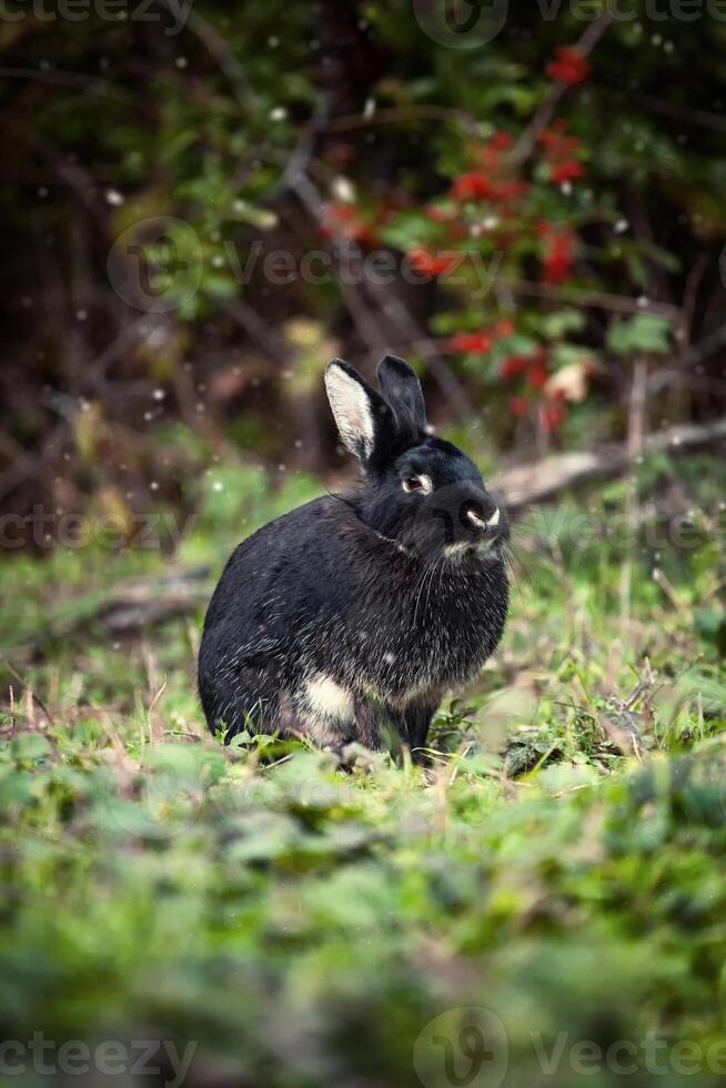 Black rabbit in the forest, magical atmosphere photo