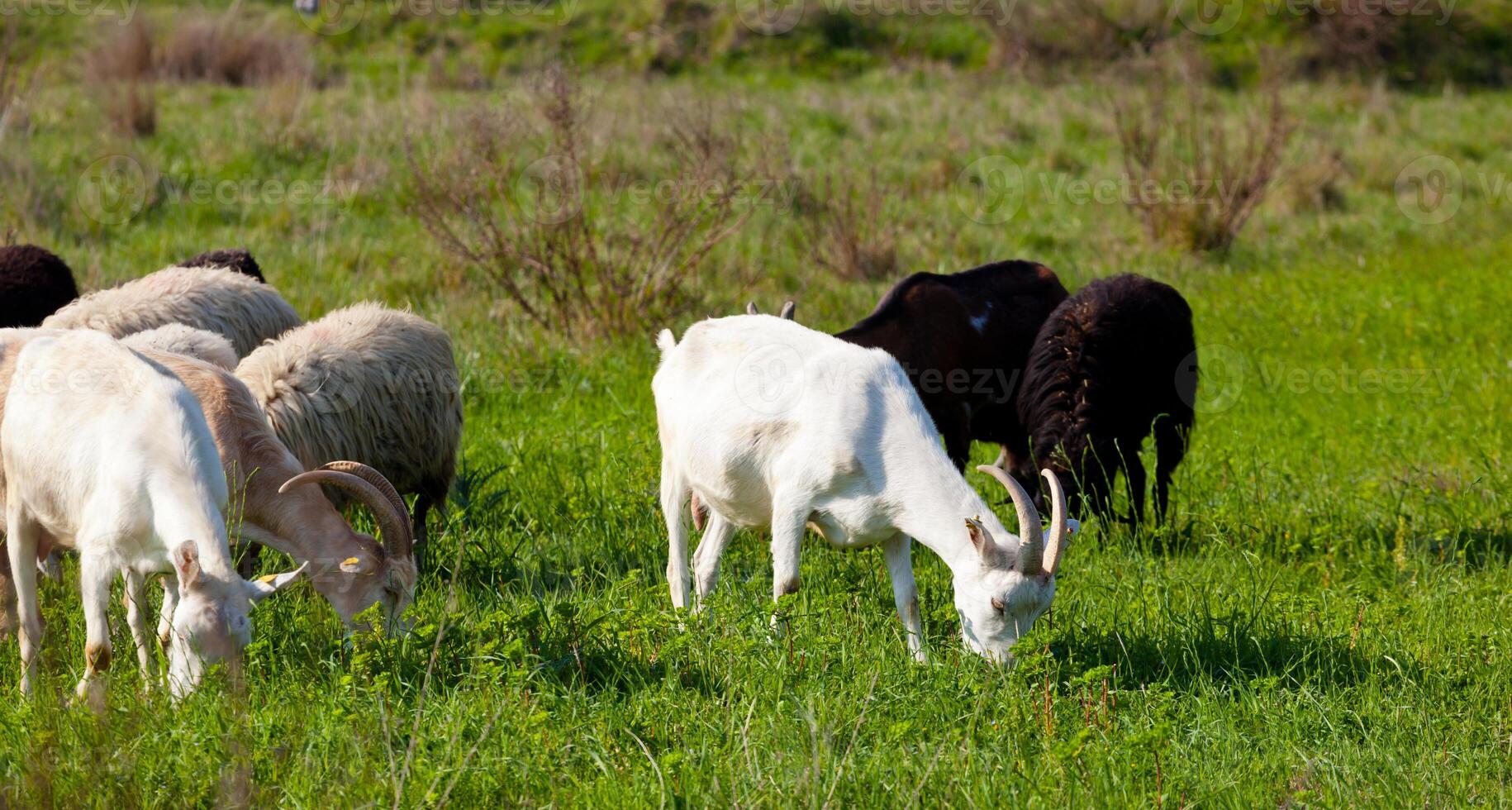 Goats and Sheep eating grass photo