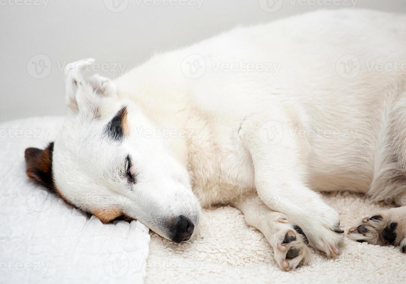 Jack Russell dog sleeps on a white couch. photo
