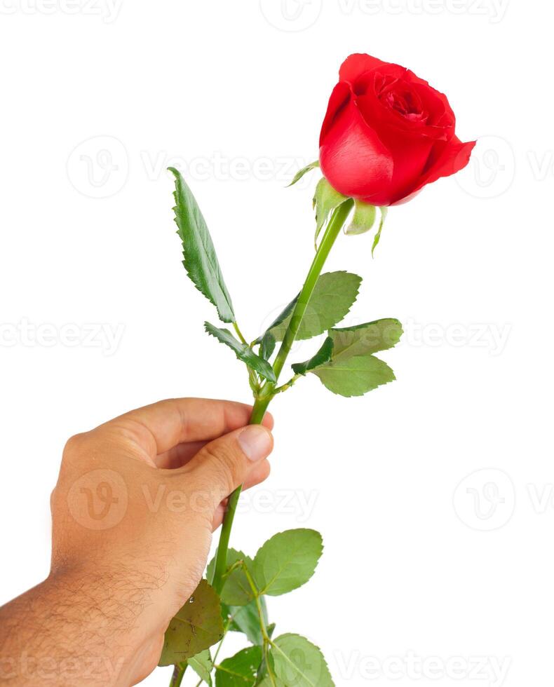 Red rose in a male hand photo