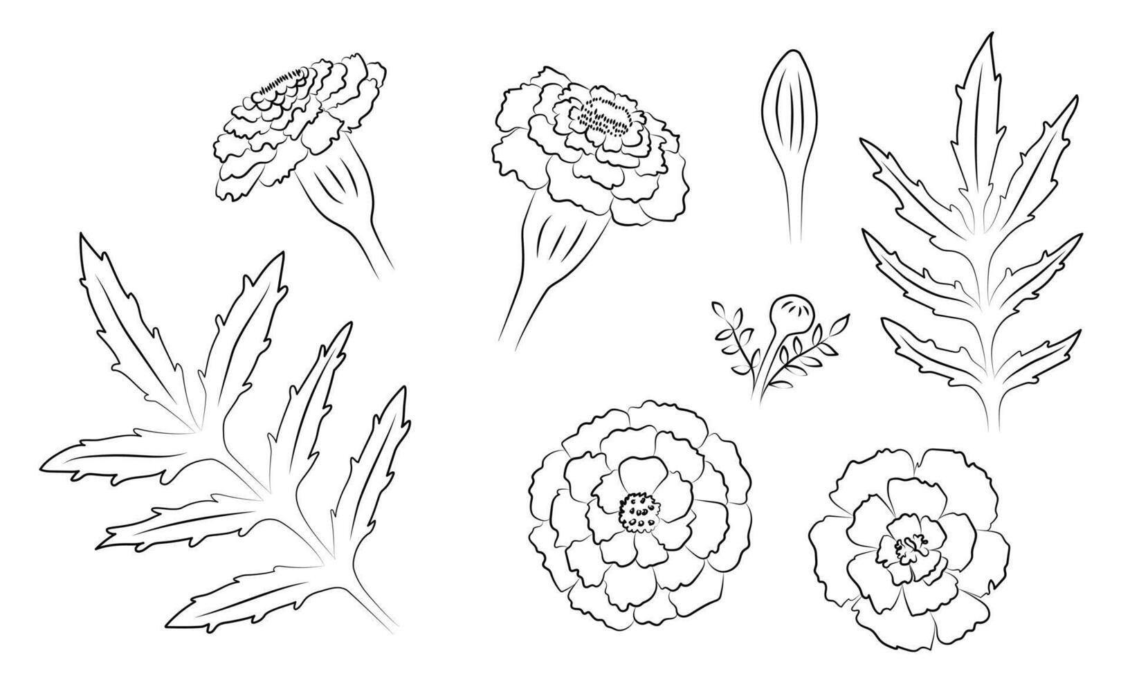 Set of Contour Marigolds Flowers Leaves Buds vector