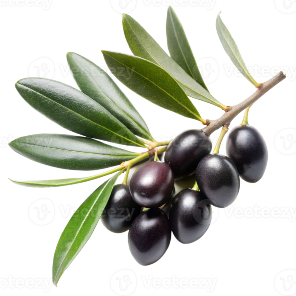 Ripe Black Olives on Branch Isolated on Transparent Background png