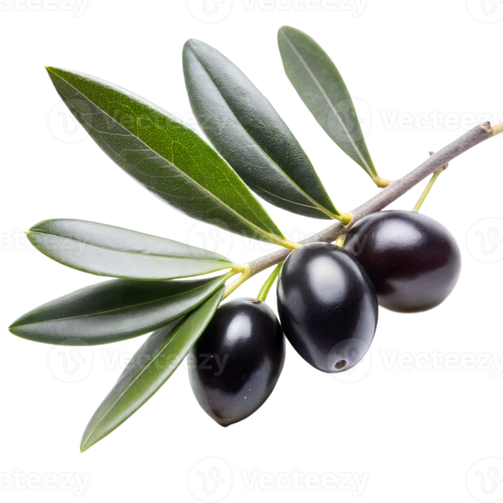 Close-Up View of Ripe Black Olives and Leaves on a Branch png