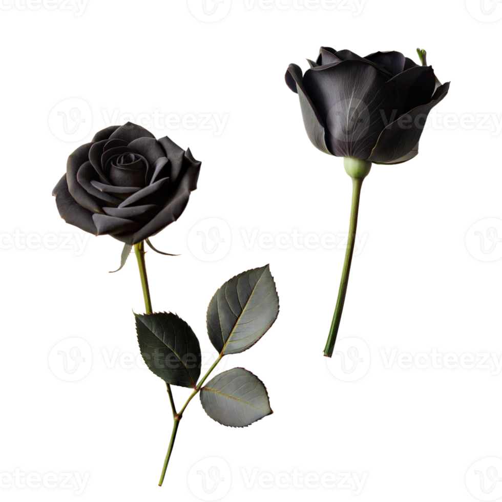 deux des roses avec distinct couleurs, un noir et un vert, sur transparent Contexte png
