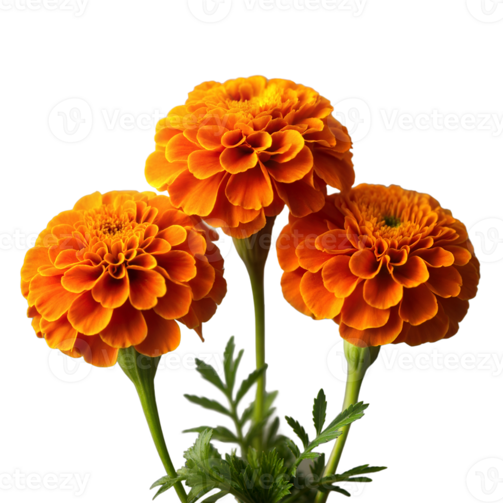 Vibrant Orange Marigold Flowers in Full Bloom With Transparent Background png