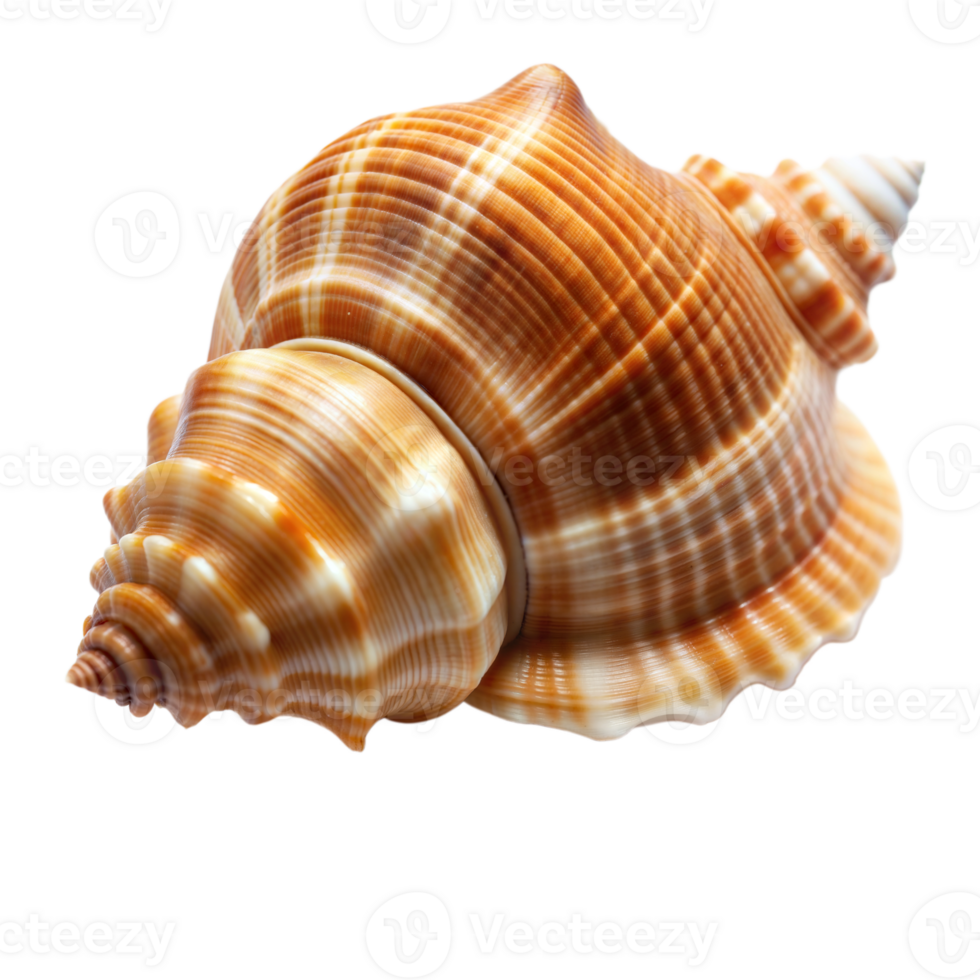 Detailed View of a Spiral Sea Shell Isolated on a Transparent Background png