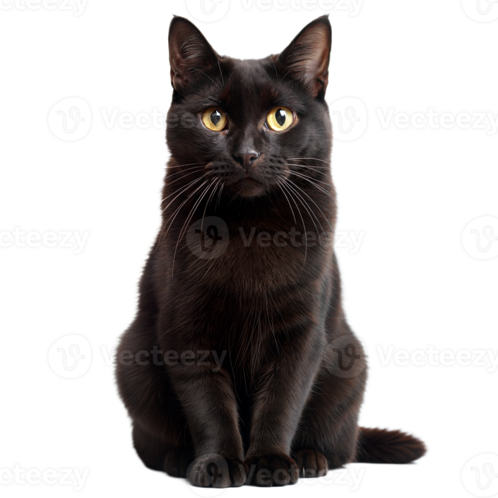Alert Black Cat Sitting Gracefully With Intense Gaze and Transparent Background png
