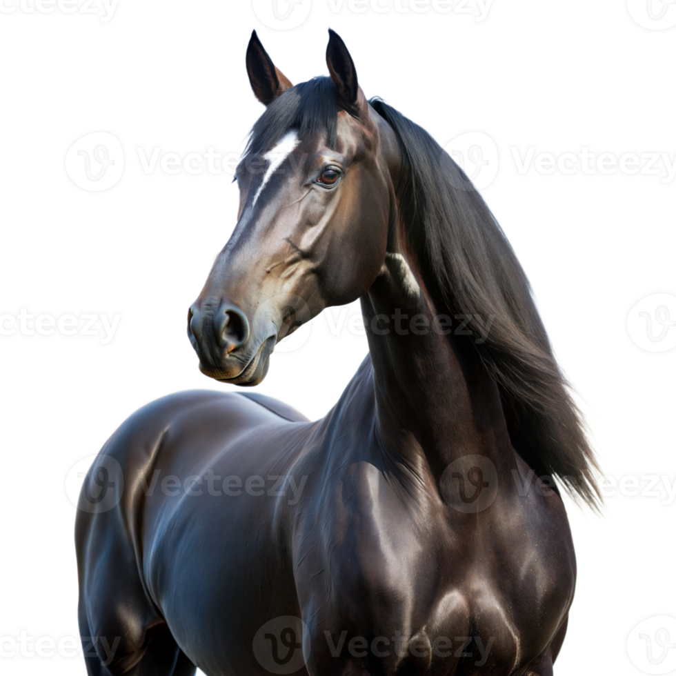 Majestic Black Stallion With Shiny Coat Posing Gracefully on Transparent Background png