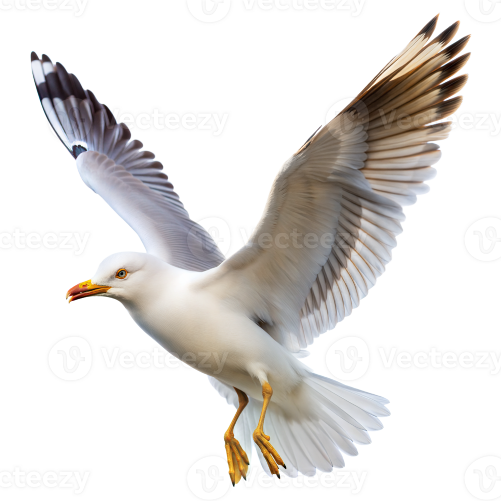 Majestic Seagull in Flight Captured Against a Transparent Background png