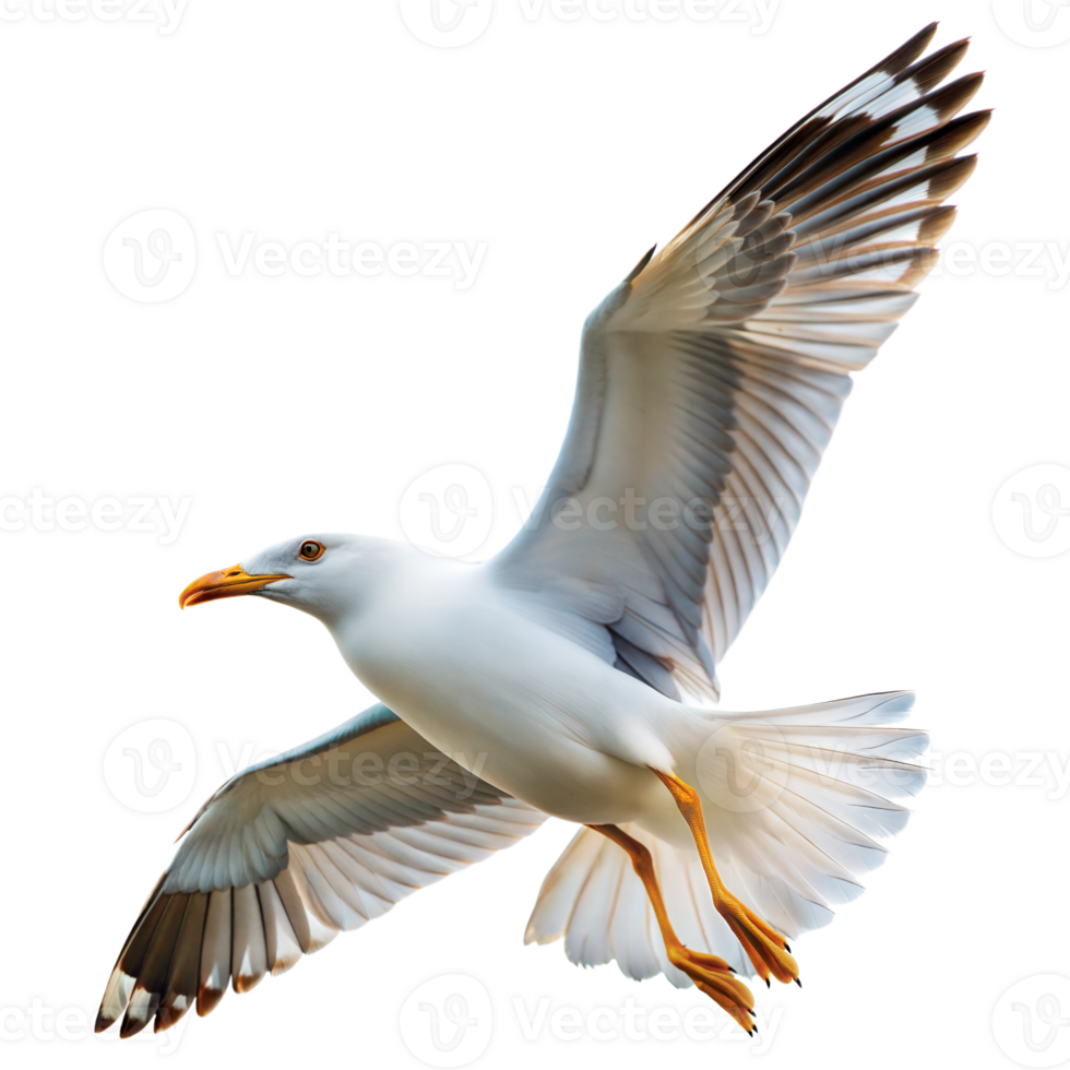 Majestic Seagull in Flight Captured With Spread Wings Against a Transparent Backdrop png