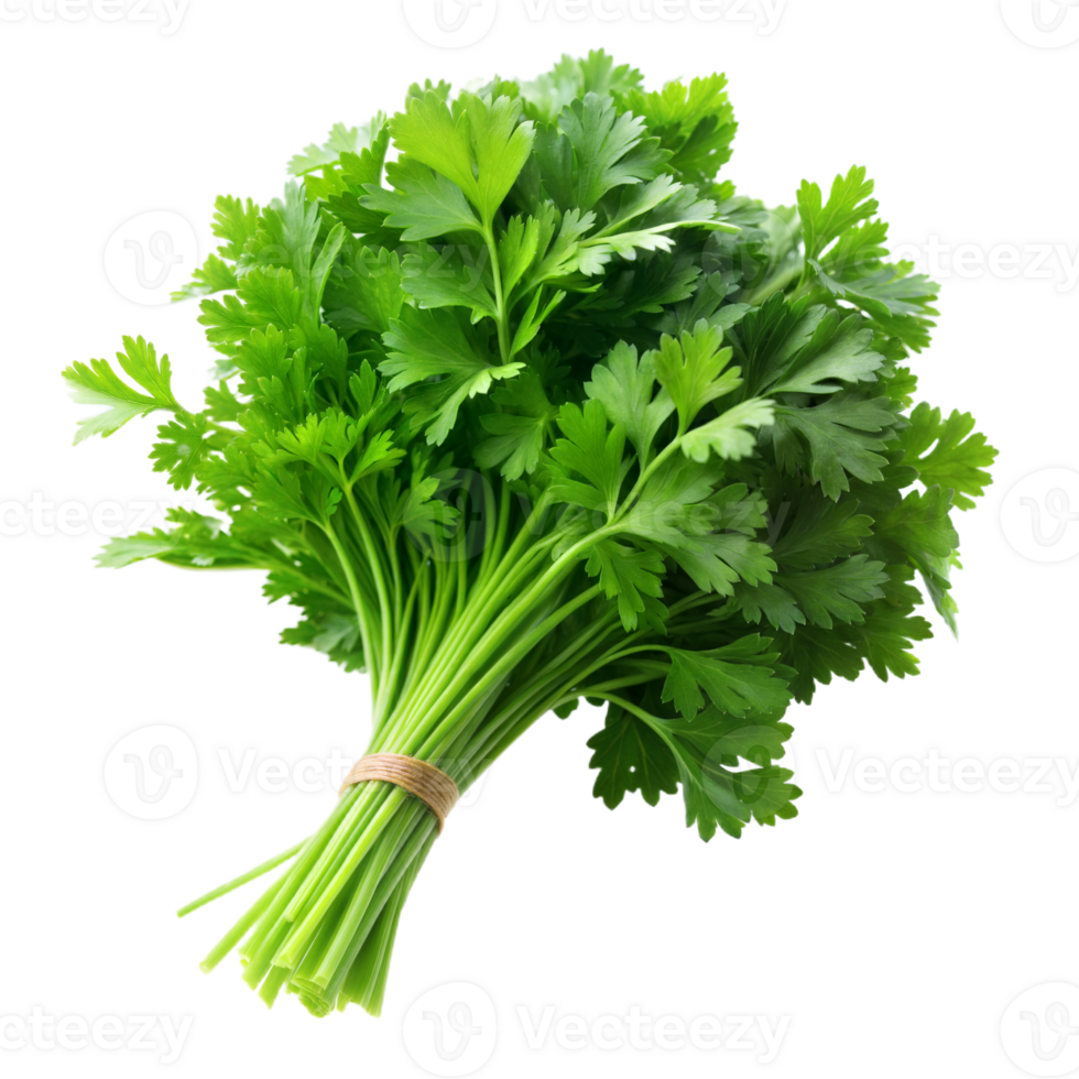 Frais bouquet de vert persil lié avec ficelle sur transparent Contexte png