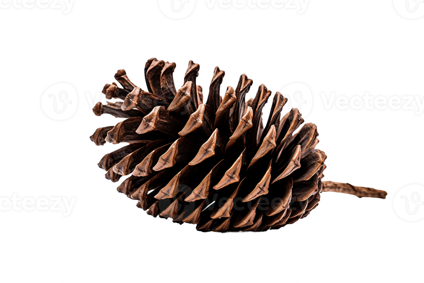 Longleaf Cone Macro On Transparent Background png
