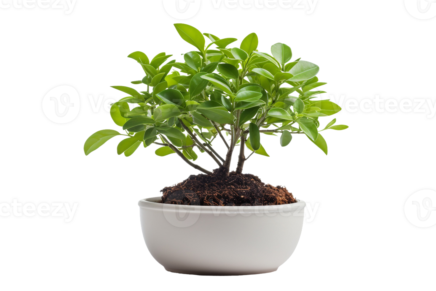 Leafy Tranquility in Minimalist Setting On Transparent Background png