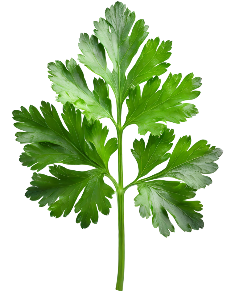Realistic leaf of fresh parsley png